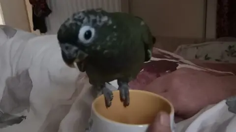 Michelle Chub Sausage the parrot on a bed