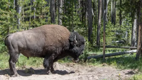 Getty Images A bull bison at Yellowstone