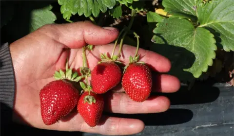 EPA A man holds a cluster of strawberries in his hand.