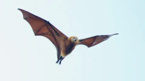 Martin D Parr Flying fox