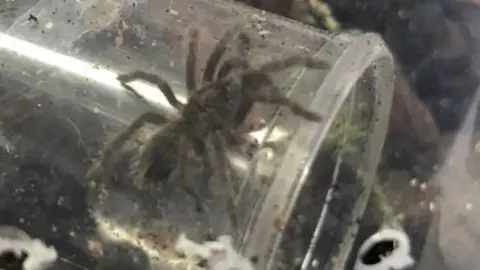 RSPCA Baby Brazilian bird-eating spider