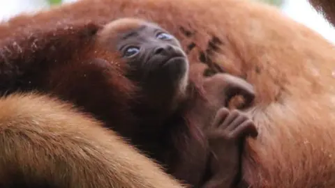 Yorkshire Wildlife Park The baby howler monkey