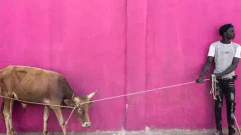 AFP A man standing with his bull in front of a bright pink wall by a ferry terminal on the River Gambia in The Gambia - 9 December 2021
