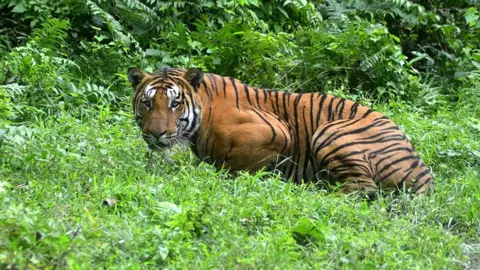 Getty Images Tiger, India