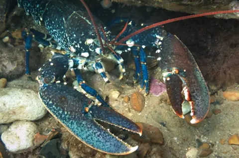 Chris Taylor Photo Lobster on Sheringham Snorkel Trail sea bed