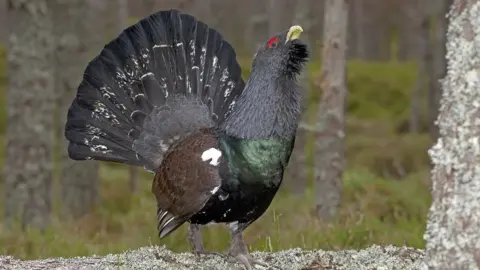 Capercaillie
