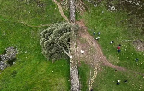 Jeff J Mitchell / Getty Images The fallen tree at the Sycamore Gap