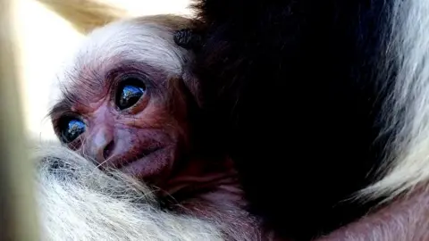 Blackpool Zoo Baby pileated gibbon