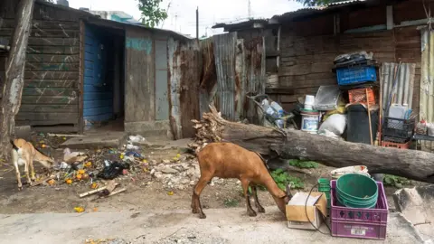 Ben Toren A goat searches for food outside some shacks