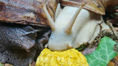 Connor Bouttell Connor Bouttell's snails