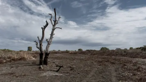 EPA Rain clouds start to form in the sky above a drought-affected tree in New South Wales