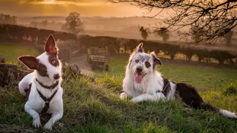 Brad Damms border collies Sapphire and Bandit