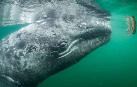 Thomas.P.Peschak/WPY2019 Whale