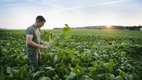 Inpho sugar beet