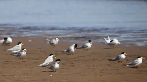 Durham Wildlife Trust Little tern