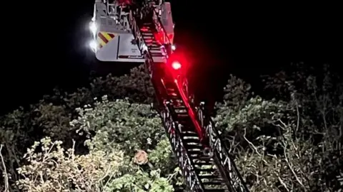 The Guernsey Asian Hornet Team Asian hornet nest