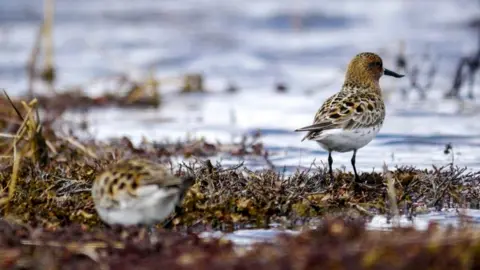 WWT Spoon-billed sandpiper in the wild (c) WWT