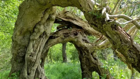 Judy Dowling The portal tree