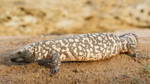 Getty Images Gila monster in southern Arizona