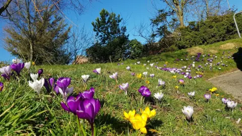 Bobley Hat Crocuses in Eastbourne