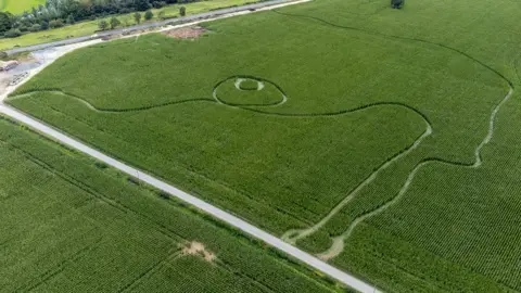 East Anglia News Service Damaged maize field seen from above