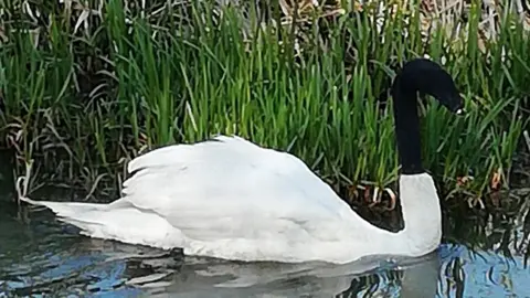 Lincolnshire Police Swan