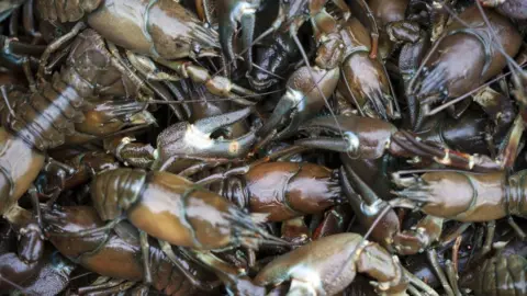 Getty Images American signal crayfish