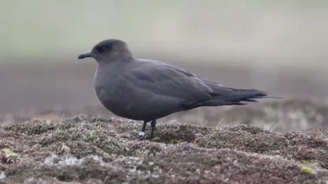 Arctic skua