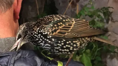 Jayne Farleigh The starling on a persons shoulder