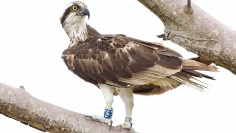 Osprey chick in Barbados