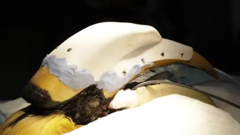 Wildlife Reserves Singapore The Hornbill after surgery