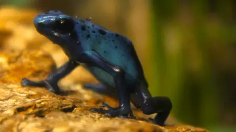 Blue dart frog