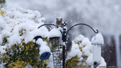 Andy Stokes / Weather Watchers A squirrel in the snow