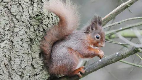 Norman Scott/National Trust Images/PA Wire Red squirrel