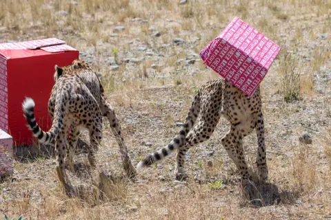Getty Images Cheetahs explored packages filled with treats
