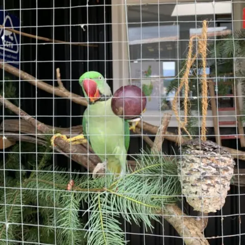 Beaulieu River Miguel the parrot