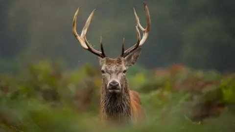 Getty Images Red deer