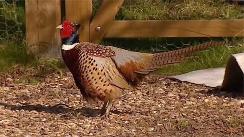 Pheasant