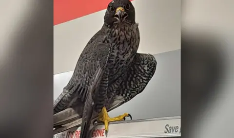 British Heart Foundation The falcon