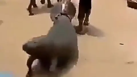 Blue Planet Society A screengrab from the video shows the manatee being dragged down a dusty road