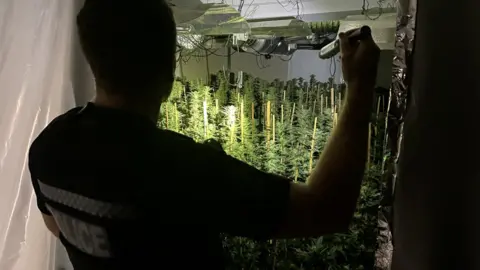 Essex Police  Cannabis farm