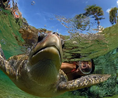 Lawson Wood Turtle