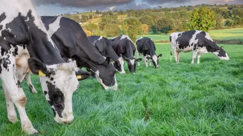 Getty Images cows on farm