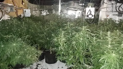 Essex Police Cannabis plants being grown