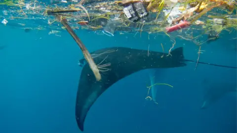 Elitza Germanov/Marine Megafauna Foundation Manta ray with plastic in Indonesia