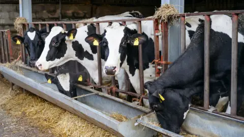 Getty Images Holstein cows