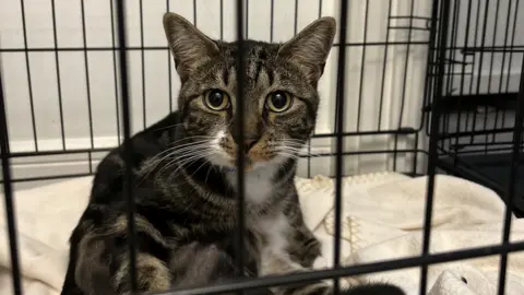 BBC Cat at the vets