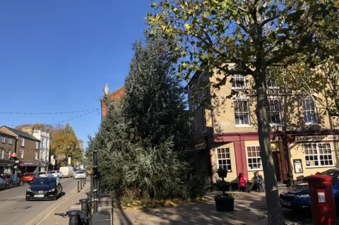 John Devine/BBC Christmas tree in March