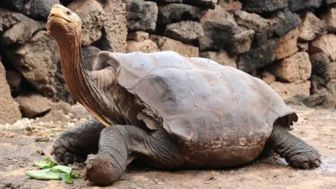 EPA Diego, the giant tortoise