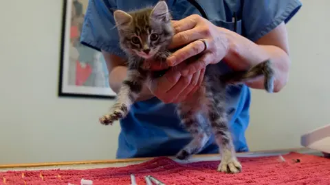 Getty Images Cat at Vets